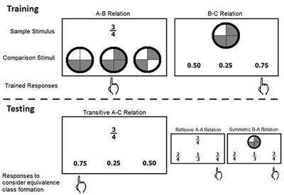 A Neurocomputational Approach to Trained and Transitive Relations in Equivalence Classes